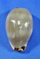 Luria lurida